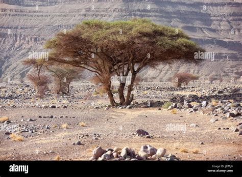 Sahara acacia trees (Acacia raddiana) in the Sahara desert Stock Photo ...