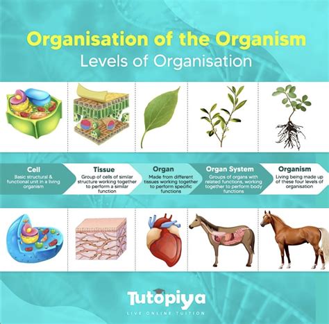 Organism Of Animals