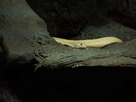 Snake Animal Has Yellow Skin Stock Photo - Image of natrix, head: 116652144