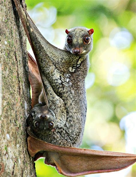 Flying Lemur | Cute animals, Rare animals, Weird animals