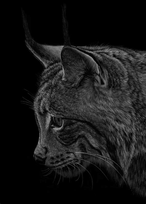 Lynx by PencilSessions on DeviantArt