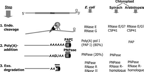 A model of the polyadenylation-dependent RNA degradation pathway. A... | Download Scientific Diagram