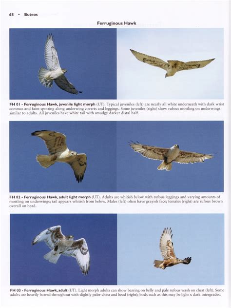 Review: Hawks from Every Angle: How to Identify Raptors In Flight