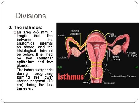 ANATOMY OF UTERUS Dr K Bharathi Professor Head