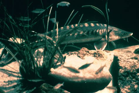 shortnose sturgeon, Acipenser brevirostrum (Acipenseriformes: Acipenseridae) - 2513042