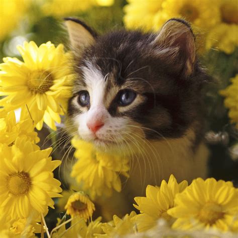 Cute Cat Wallpaper for iPad - WallpaperSafari