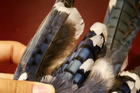 Unusual Blue Jay feathers: part one – Found Feathers