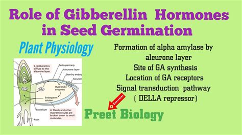 Role of Gibberellin Hormones in Seed Germination ll Plant Physiology - YouTube