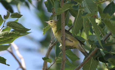 Utah Bird Records Committee - Sighting Record