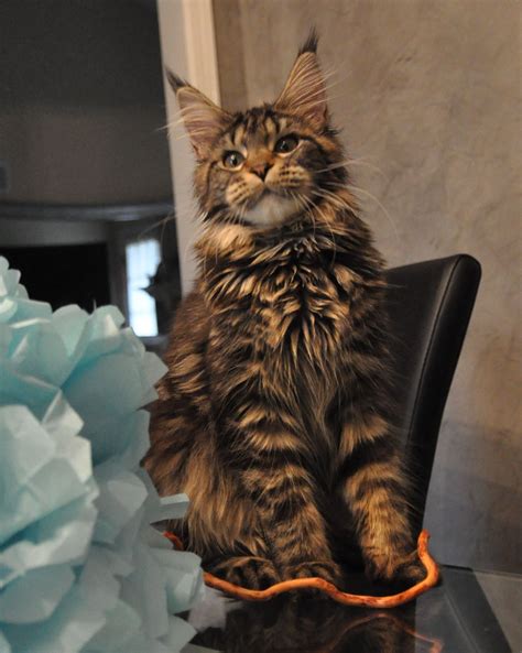 maine coon cats for sale Alysia of eurocoons black classic tabby female ...