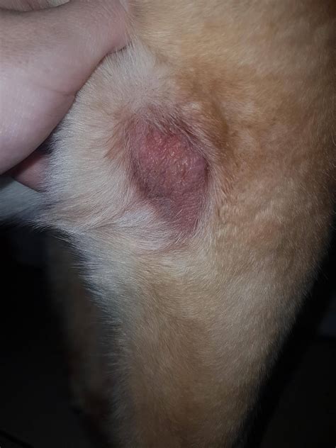 My dog has sores behind her elbows-they look very dry and are cracking ...