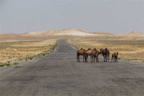 The Karakum Desert Travel Guide - Horizon Guides