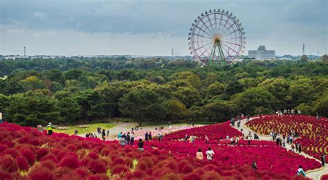 Hitachi Seaside Park - Japan’s Most Spectacular Views in Autumn | hisgo.com