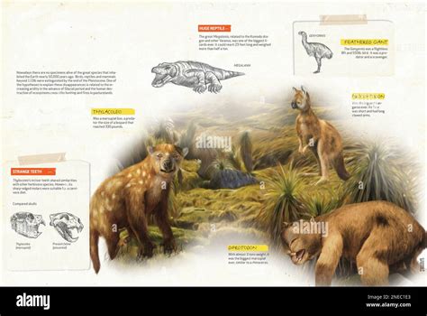 Infographics about the megafauna present in Australia during the Pleistocene period of the ...