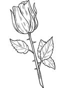 Aesthetic Coloring Pages Plants / Пин на доске BOTANIC : Enjoy your ...