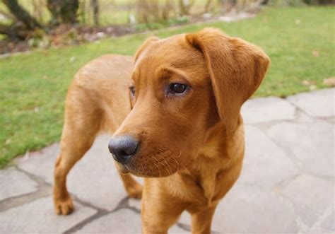 Red Fox Lab: Unveiling the Charm of This Unique Labrador Color