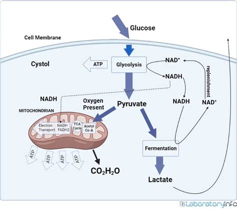 Aerobic Respiration