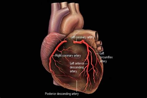 Coronary Arteries: Anatomy and Function