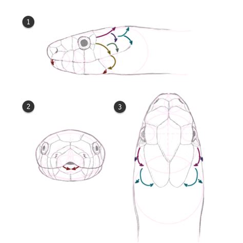 How to Draw Animals: Snakes and Their Patterns