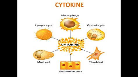 Cytokine Structure And Function - YouTube