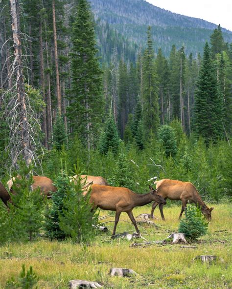 Rocky Mountain National Park Wildlife and Where to See Them