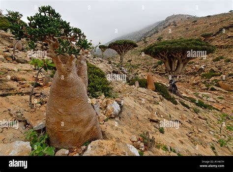 Dragon s Blood Tree on Homhil Plateau Sokotra island Yemen Stock Photo ...