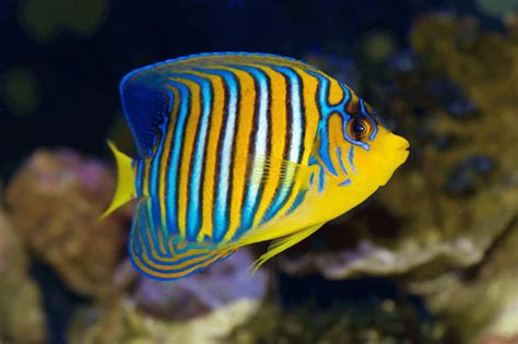 Peaceful Popular Saltwater Aquarium Fish - SeaFish