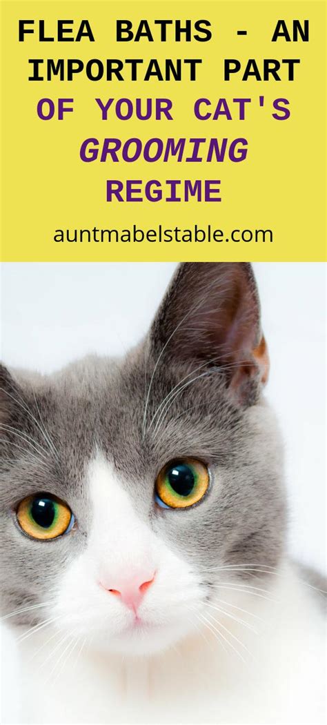 Flea Baths - An Important Part of Your Cat's Grooming Regime - Aunt ...