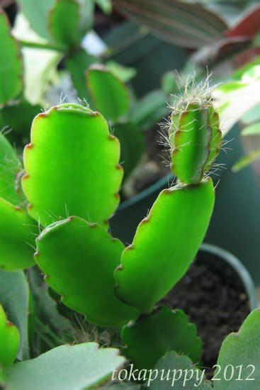 Wild into Suburbia: Easter Cactus Propagation