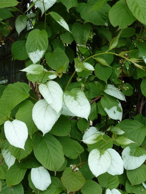 Actinidia kolomikta