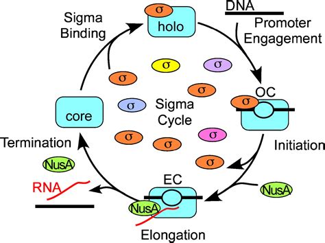Sigma and RNA Polymerase: An On-Again, Off-Again Relationship ...