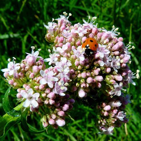 Valerian Seeds for sale | Valeriana Officinalis | Herb Seeds