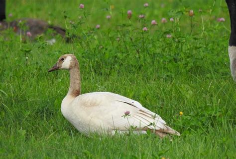 Rare white Canada goose spotted by my aunt in New Brunswick : mildlyinteresting