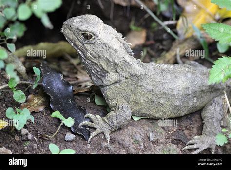 Tuatara (Sphenodon Stock Photo - Alamy