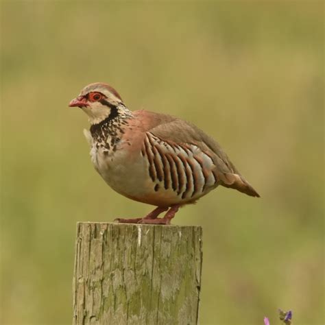 Red-legged Partridge | BTO - British Trust for Ornithology