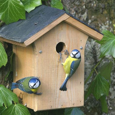 102 best Nest boxes / bird houses images on Pinterest | Bird houses, Wildlife and Birdhouse