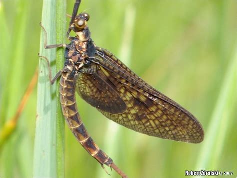 Ephemeroptera > Ephemeridae > species > Ephemera_vulgata