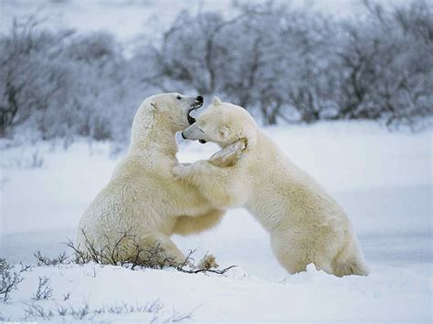 Difference Between Playing and Fighting in Animals | Animals Zone