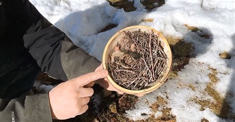 Carolina Wren Nesting: Should You Reuse? - The Worlds Rarest Birds