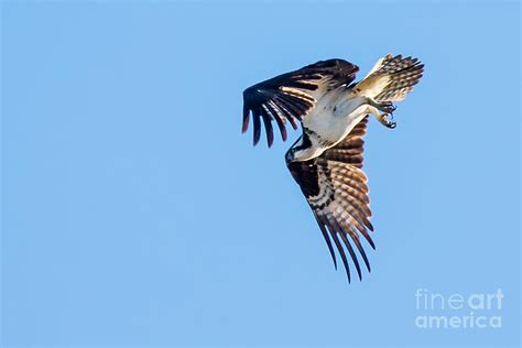 Osprey Diving Photograph by Robert Bales - Fine Art America