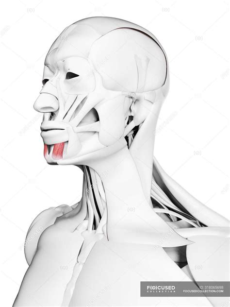 Male anatomy showing Mentalis muscle, computer illustration. — anatomic, health - Stock Photo ...