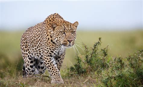 Leopard Jumping 10-Feet In The Air To Catch A Hunk Of Meat