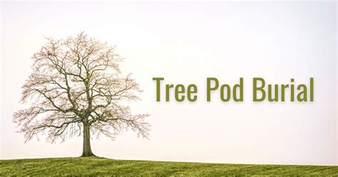 Simple Guide To Tree Pod Burial In 2024 - PinnacleQuote