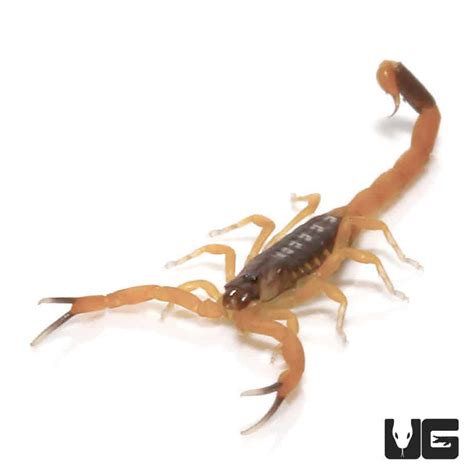 Baby African Bark Scorpion (Uroplectes vittatus) For Sale - Underground ...