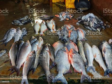 Different Types Of Fish Arranged In Line In Indian Fish Market For Sale Hd Stock Photo ...