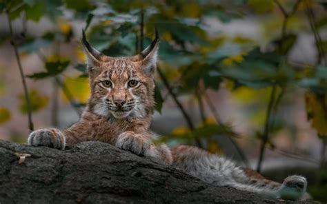 Premium Photo | Eurasian lynx