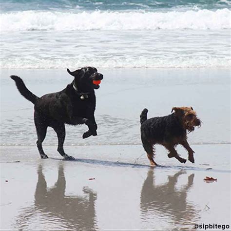 Find a dog friendly beach in Carmel: where are dogs allowed in Carmel ...