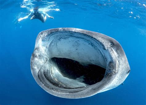 Whale shark about to eat diver, or so it appears - Men's Journal