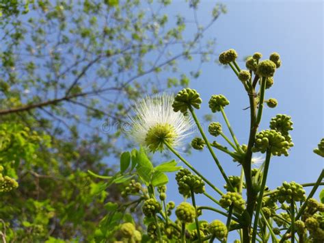 Albizia Lebbeck or Shirisha Tree Flowers. Stock Photo - Image of outdoors, foliage: 245102654