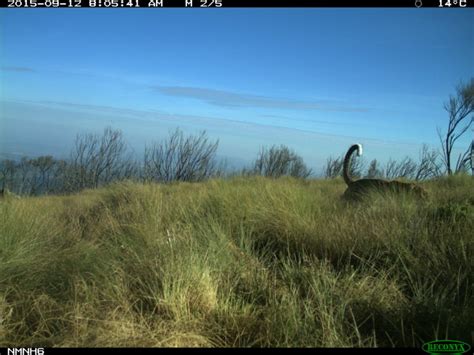 17 of the Coolest Animals on Mount Kenya - Stephanie Manka, Ph.D.